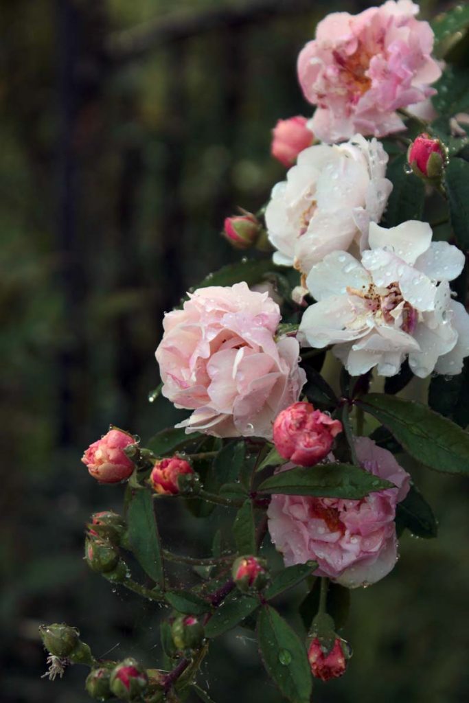 rose gazebo
