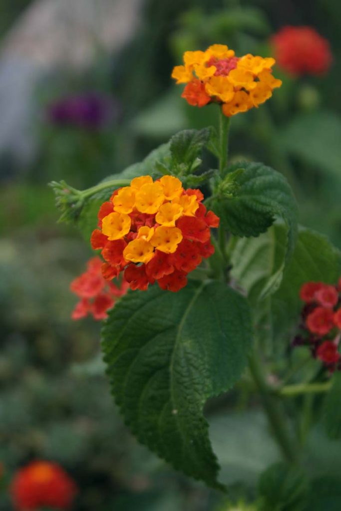 tagete fiori