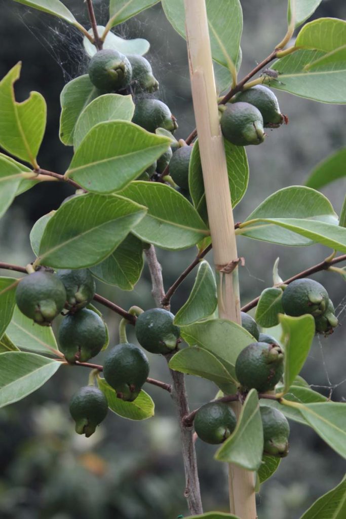 guava frutti verdi