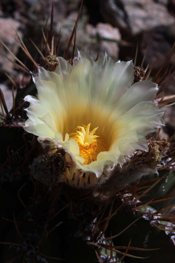 fiori cactus