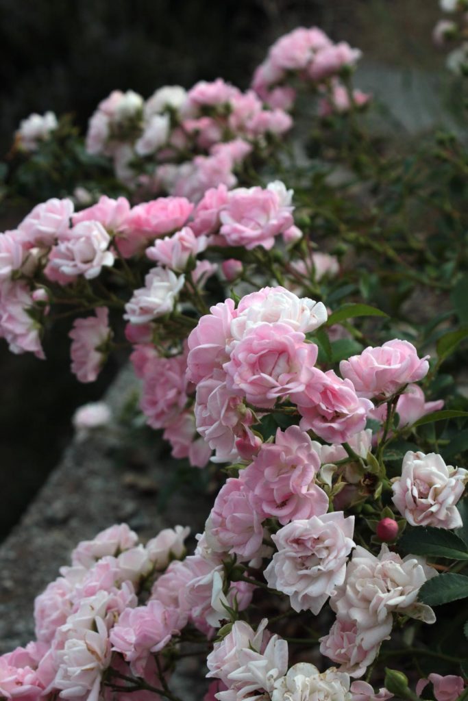 roselline muro