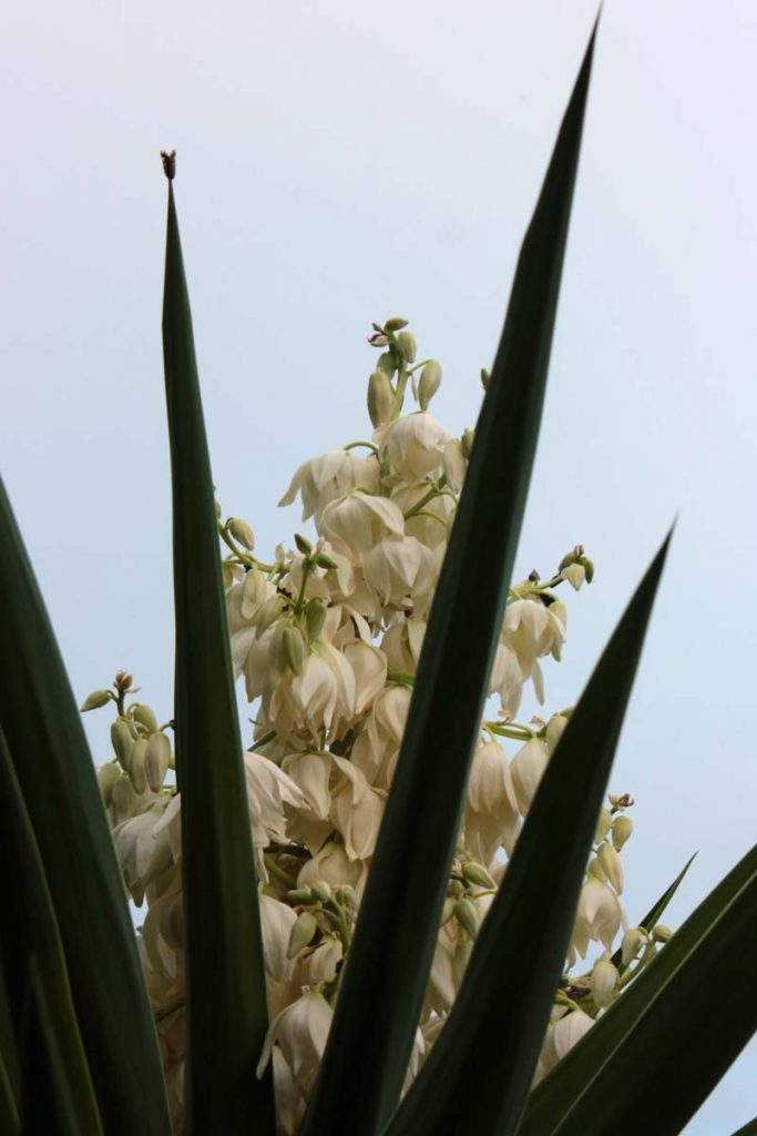 yucca fiori