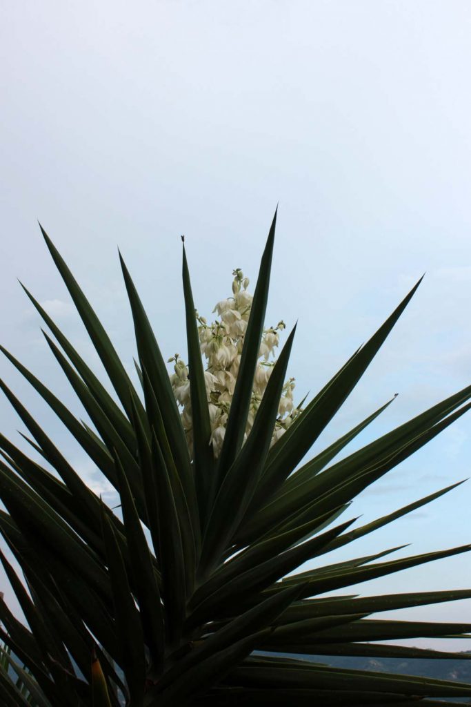 fiori yucca