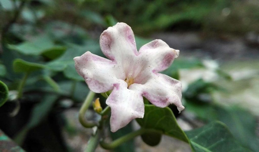 Araujia sericifera