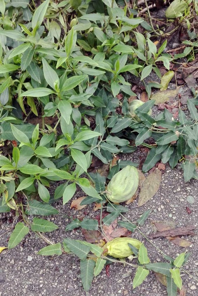 Araujia sericifera