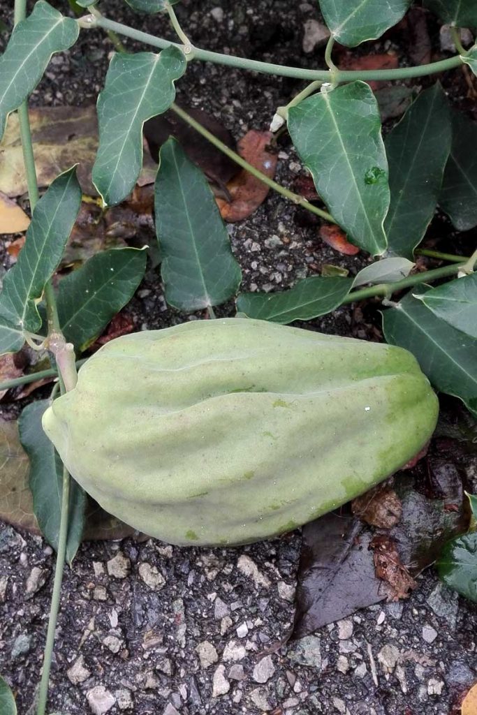 Araujia sericifera frutto