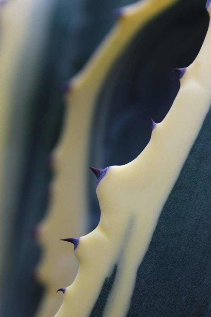 Agave americana marginata