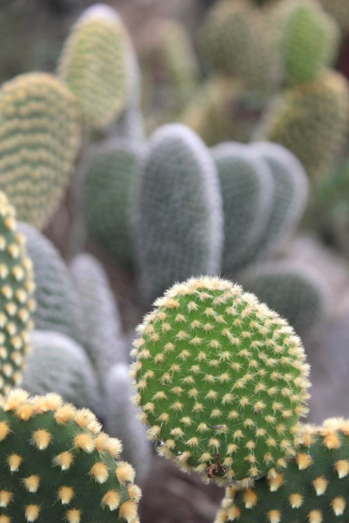 Opuntia microdasys