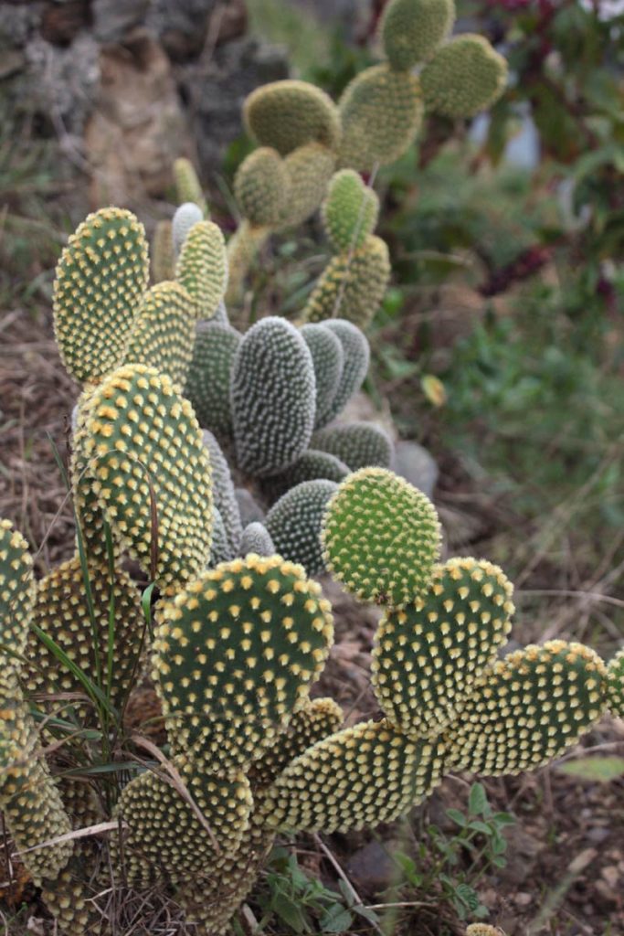 Opuntia microdasys