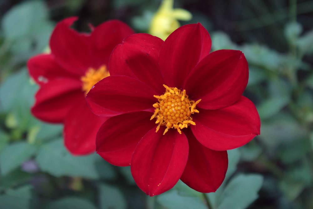 dalie rosse