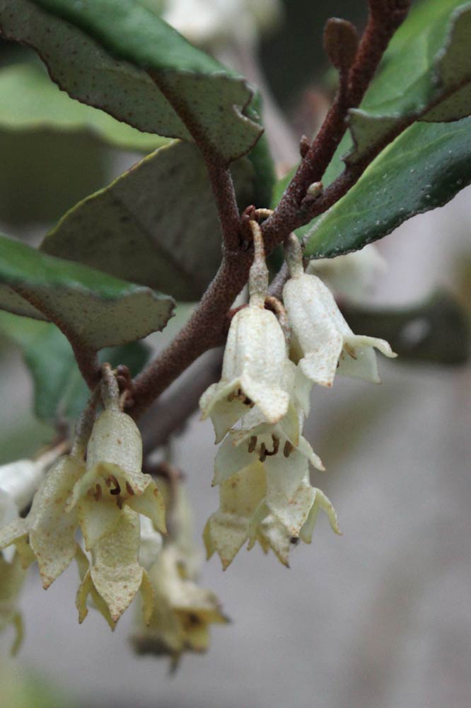 eleagno fiori