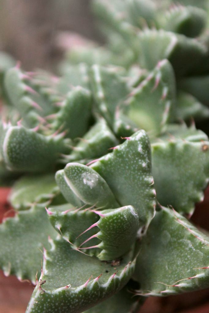 faucaria