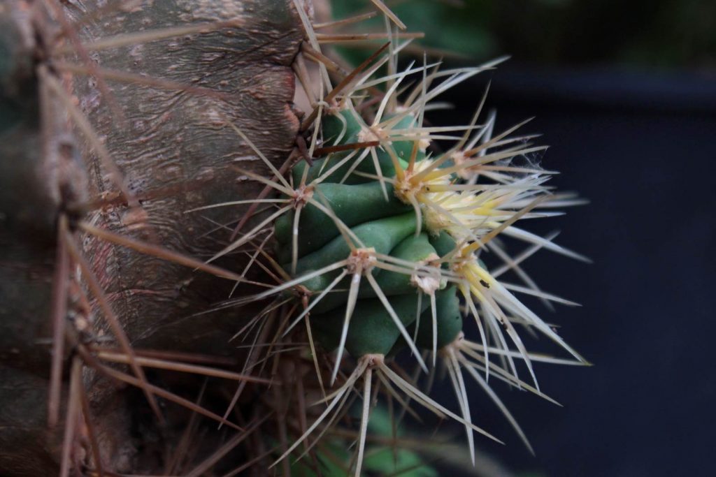cactus piccolo