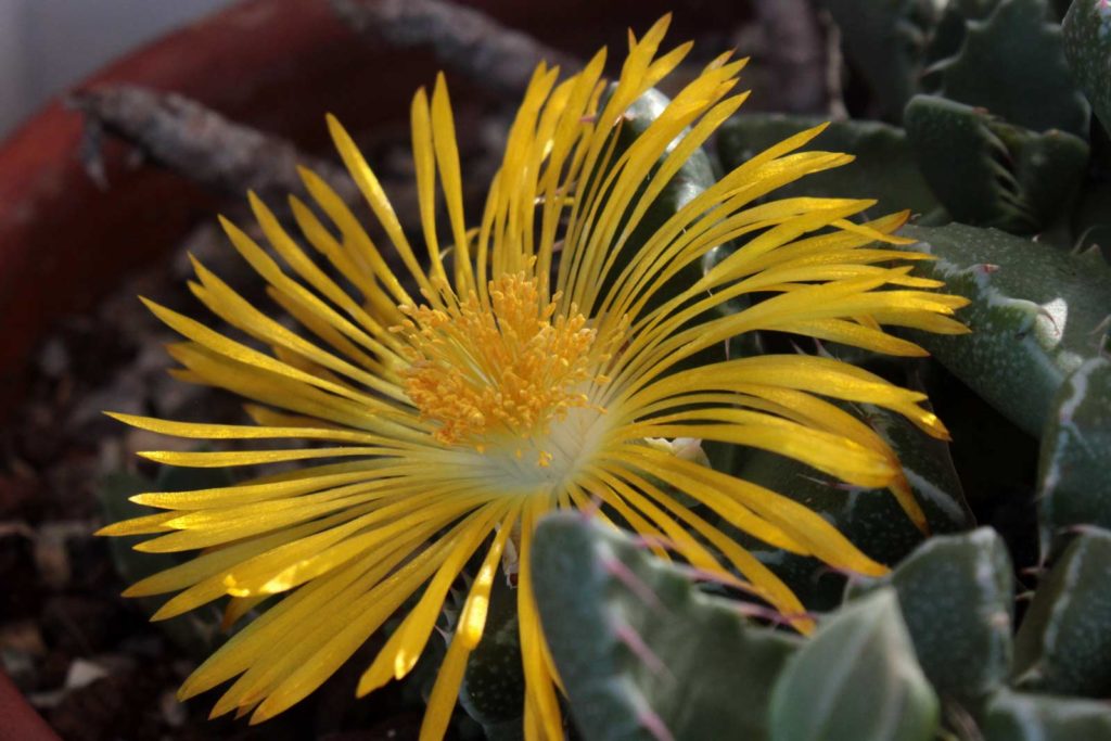 Faucaria tigrina