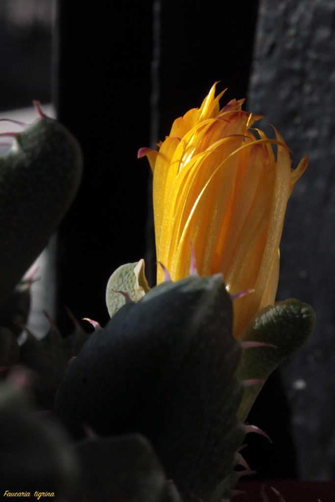 faucaria fiore