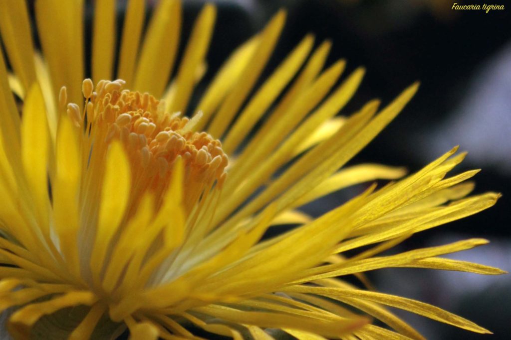 faucaria succulenta