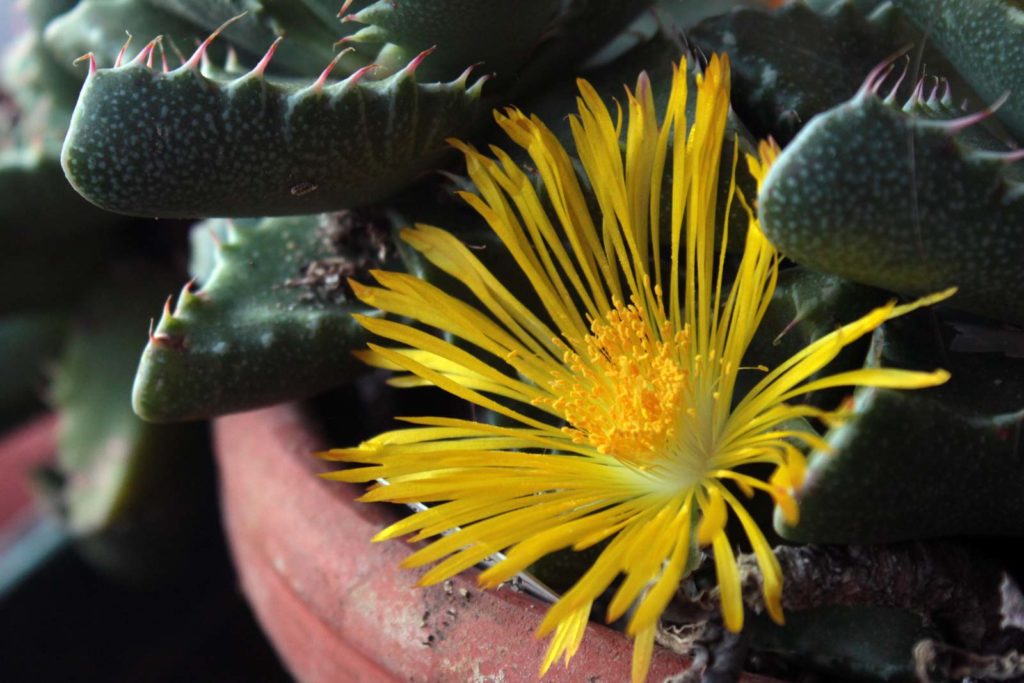 Faucaria tigrina