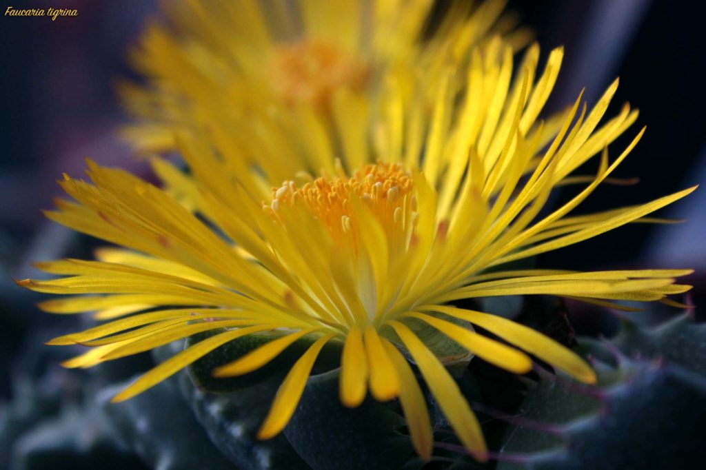 Faucaria tigrina