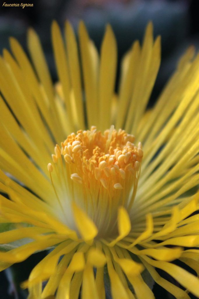 Faucaria tigrina