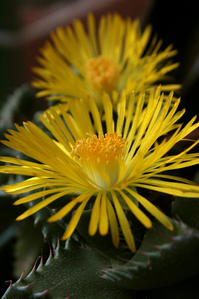Faucaria tigrina