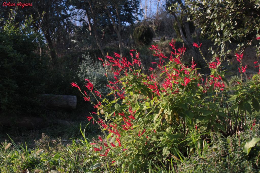 salvia elegans ananas
