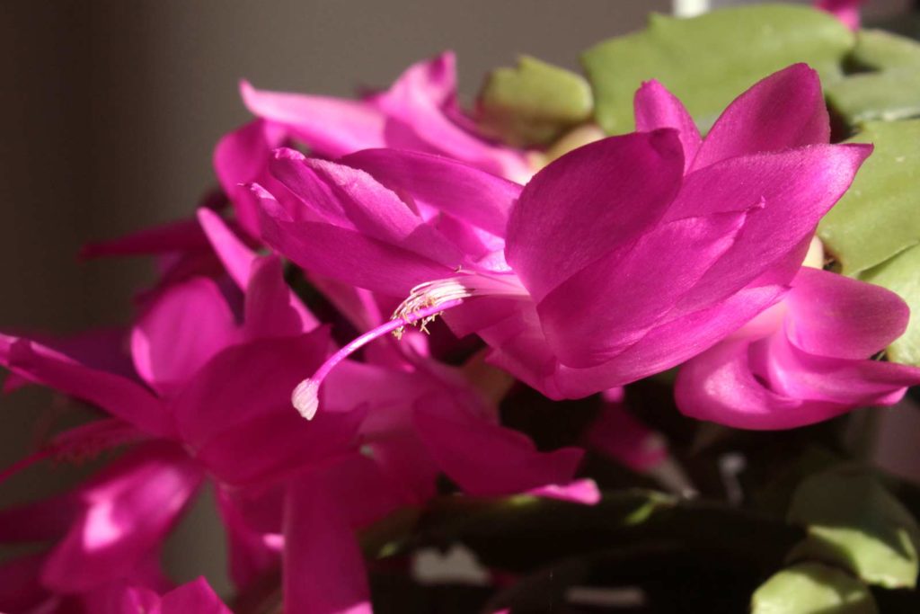 Schlumbergera truncata