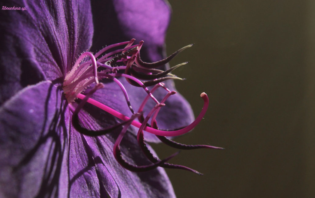 tibouchina fiore
