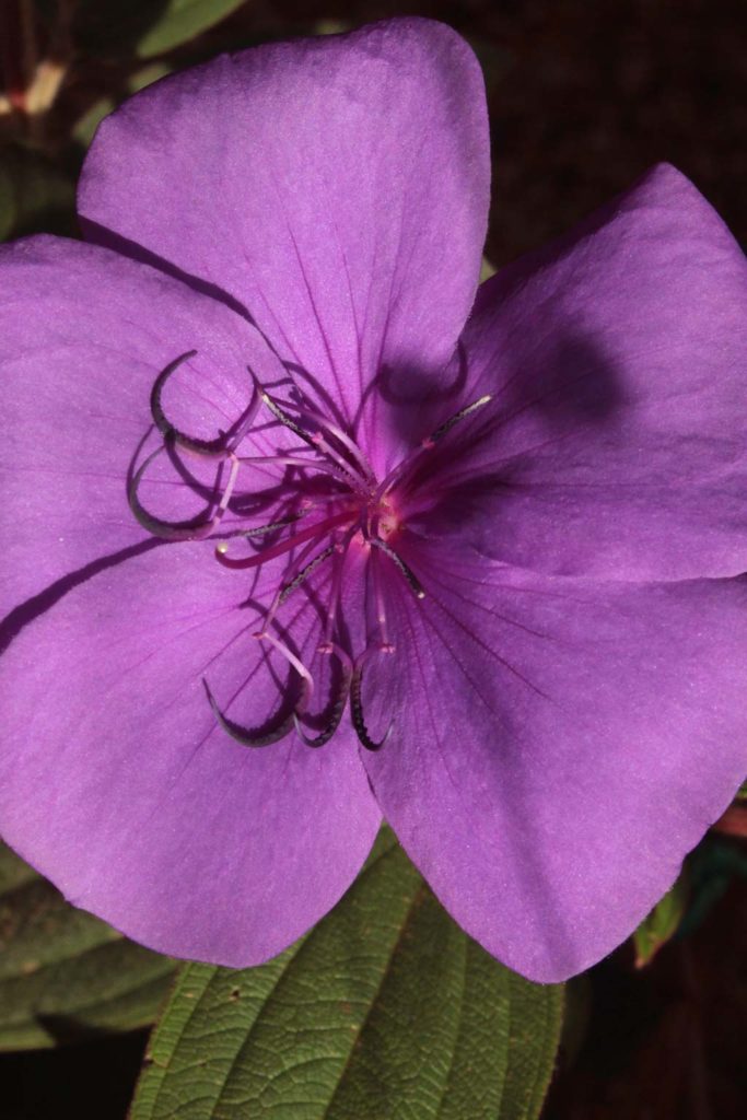 tibuchina fiore viola blu