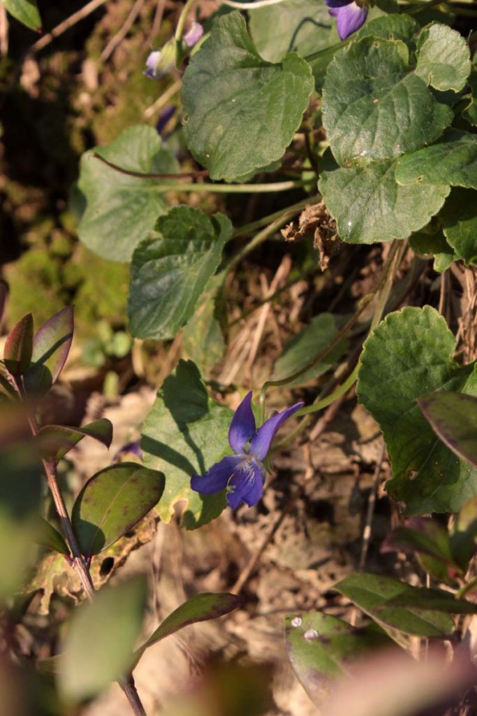 violetta dicembre