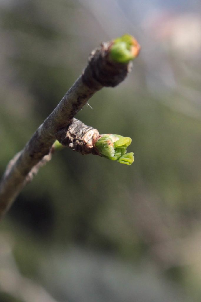 gingko biloba