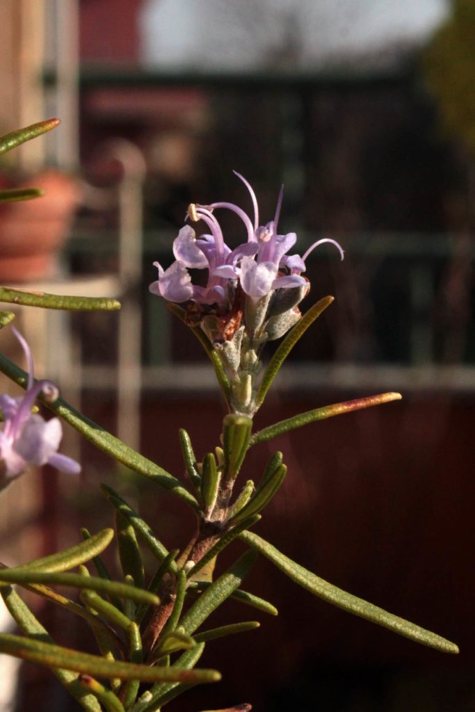 rosmarino fiori
