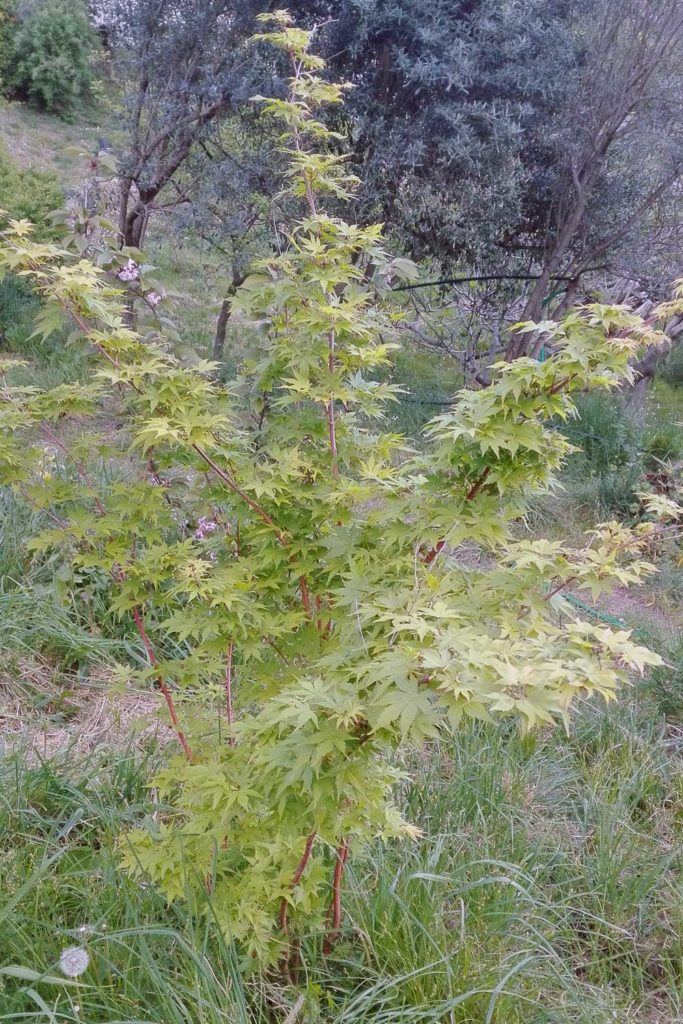 acero giapponese corallino