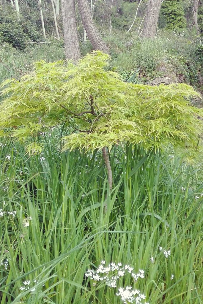 acer palmatum