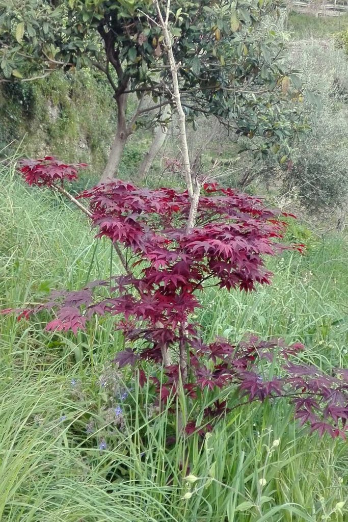 acero giapponese