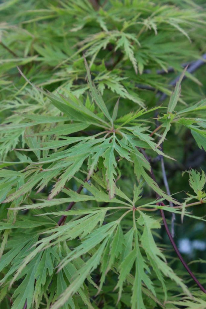 acero giapponese palmatum