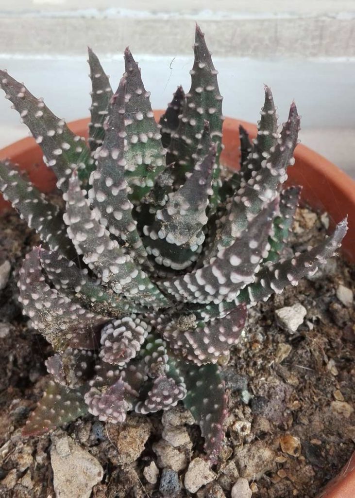 haworthia