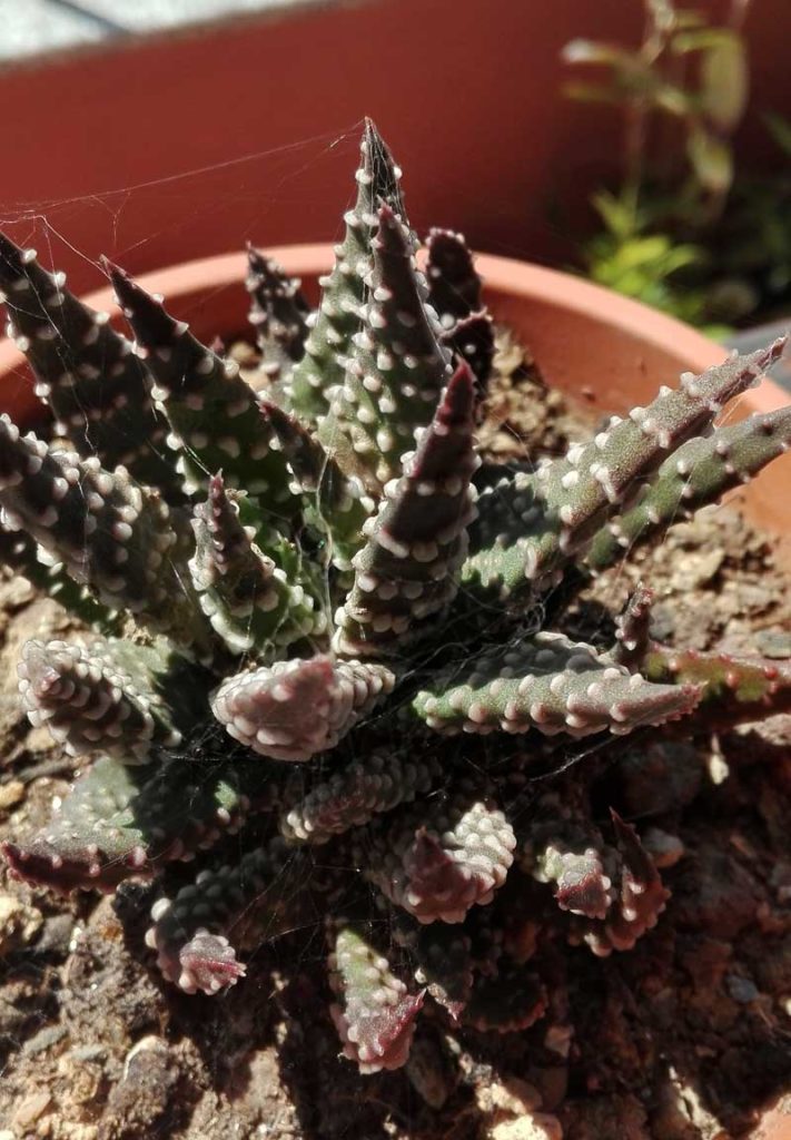 haworthia attenuata