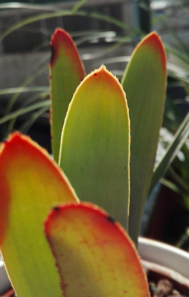aloe plicatilis