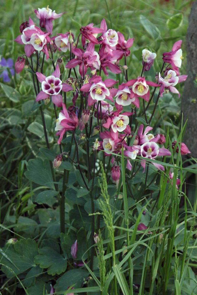 aquilegia fiori