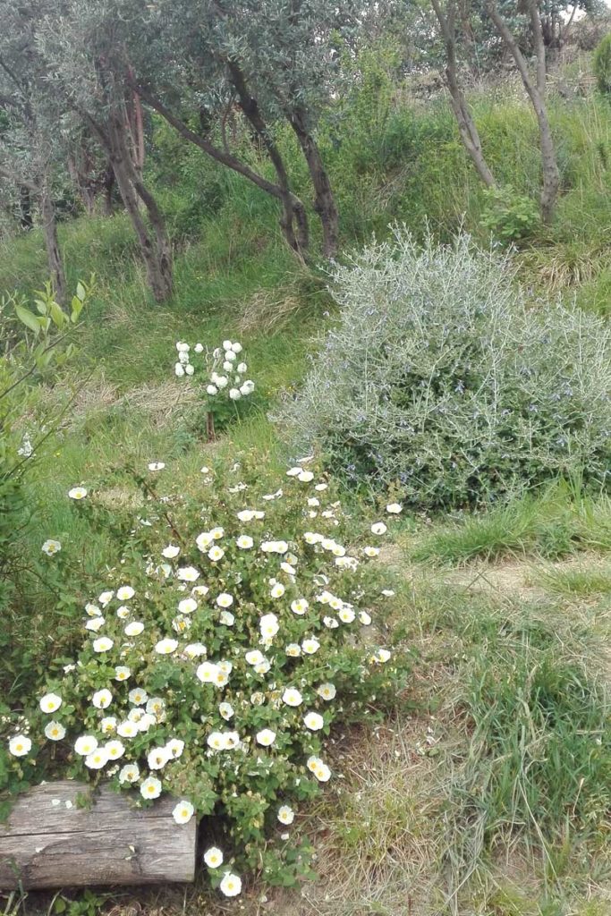 cisto fiori