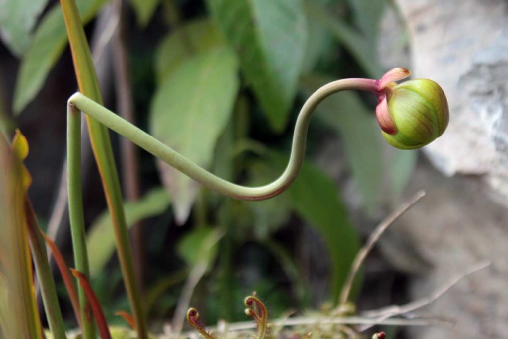 stelo fiorale sarracenia
