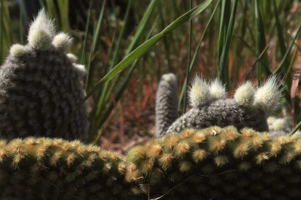 Opuntia