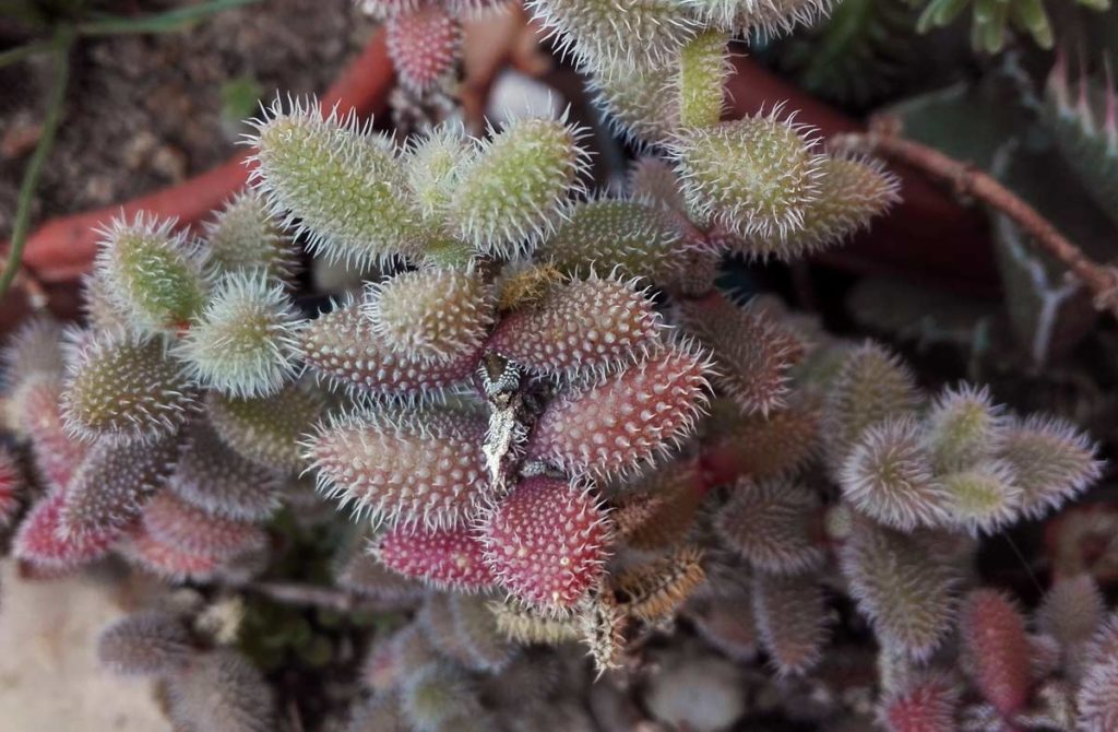 delosperma