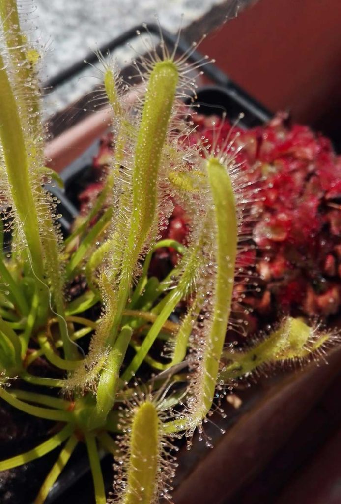 drosera capensis alba