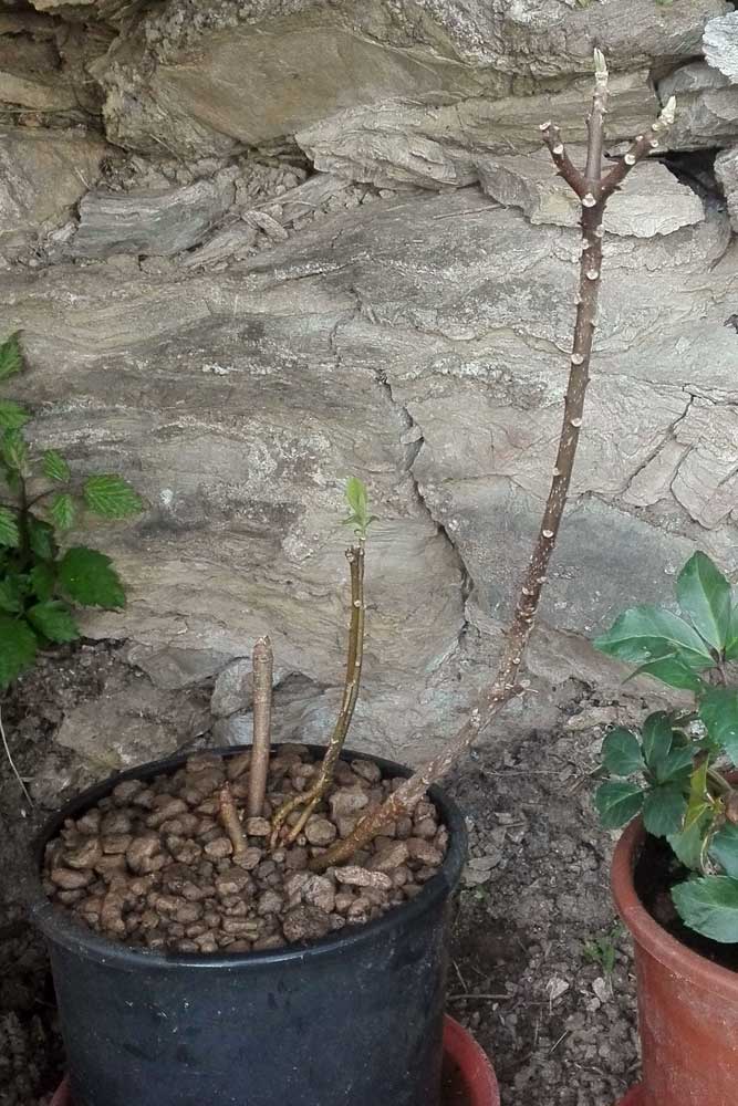 Edgeworthia chrysantha