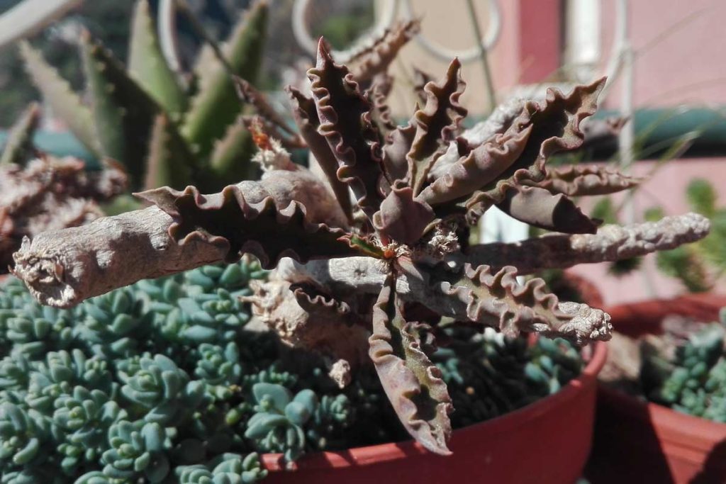 Euphorbia caudice