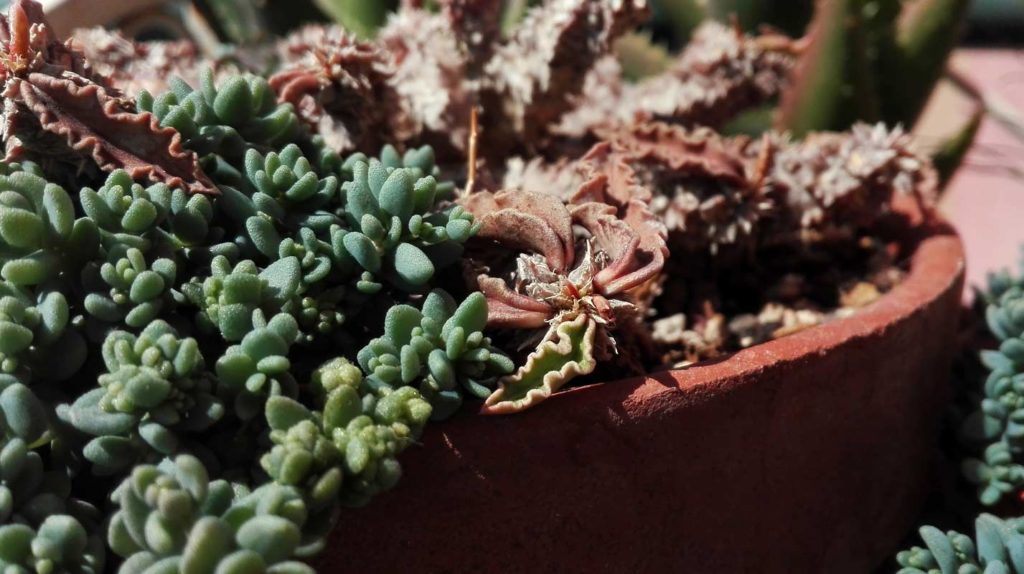 Euphorbia decaryi