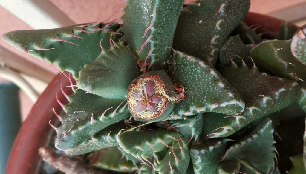 faucaria