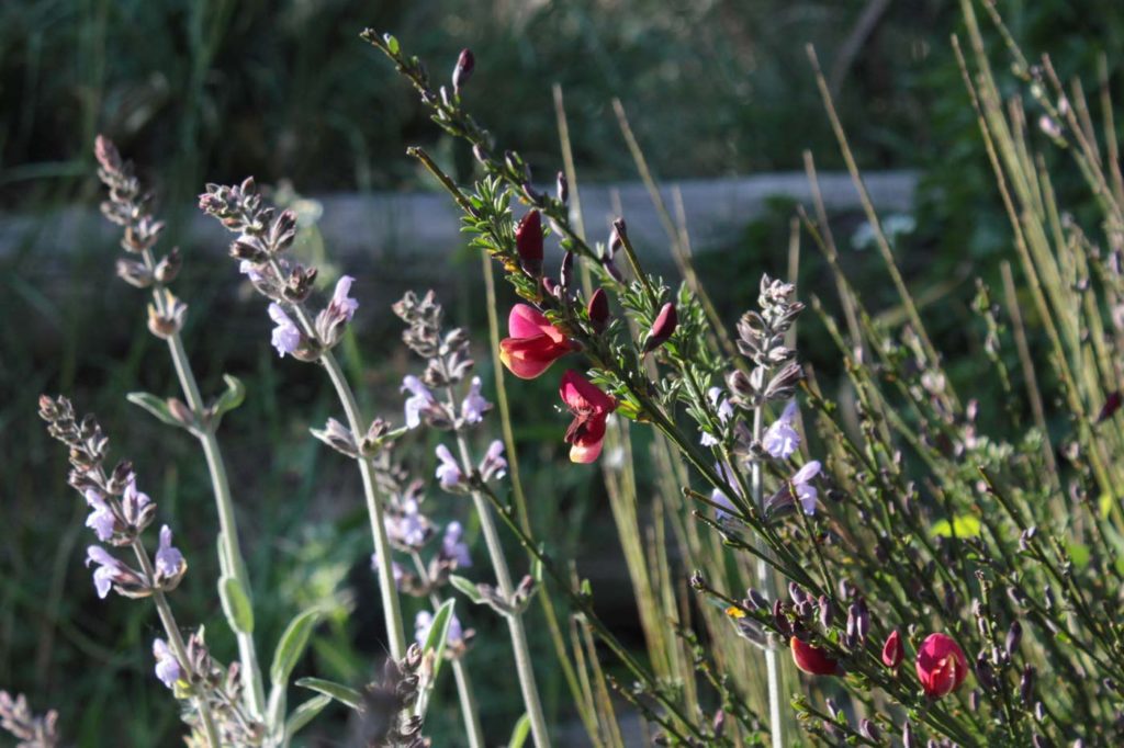ginestella rossa