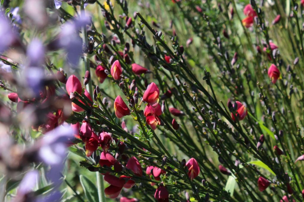 ginestrella rossa